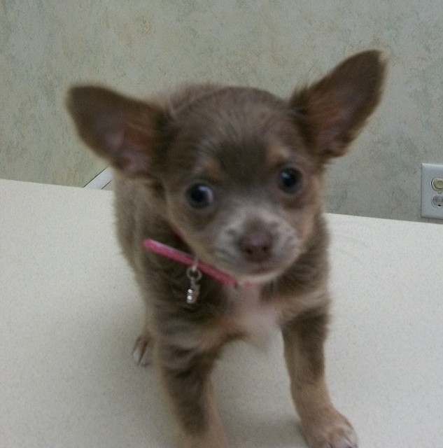 Chihuahua szczenięta na sprzedaż — zdjęcie 1