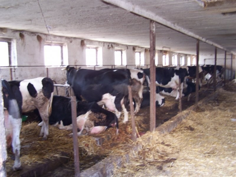 Krowy Mleczne HF Hodowlane pod oceną!!!