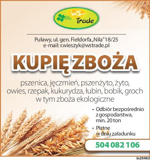 kupię kukurydzę- skup kukurydzy