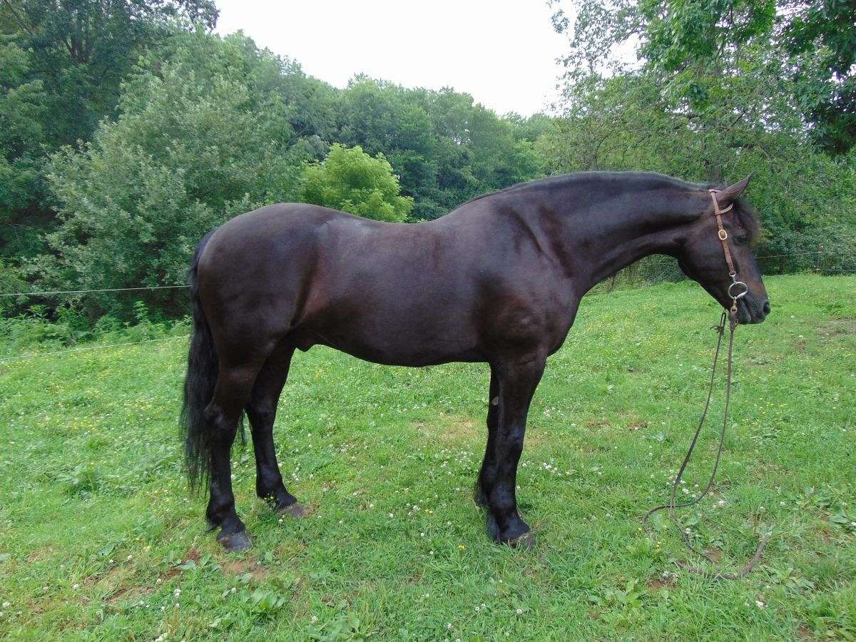 koń friesian na sprzedaż — zdjęcie 2