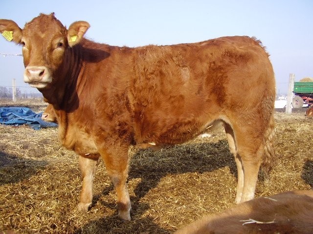 jałówki Limousine 100% cielne — zdjęcie 2