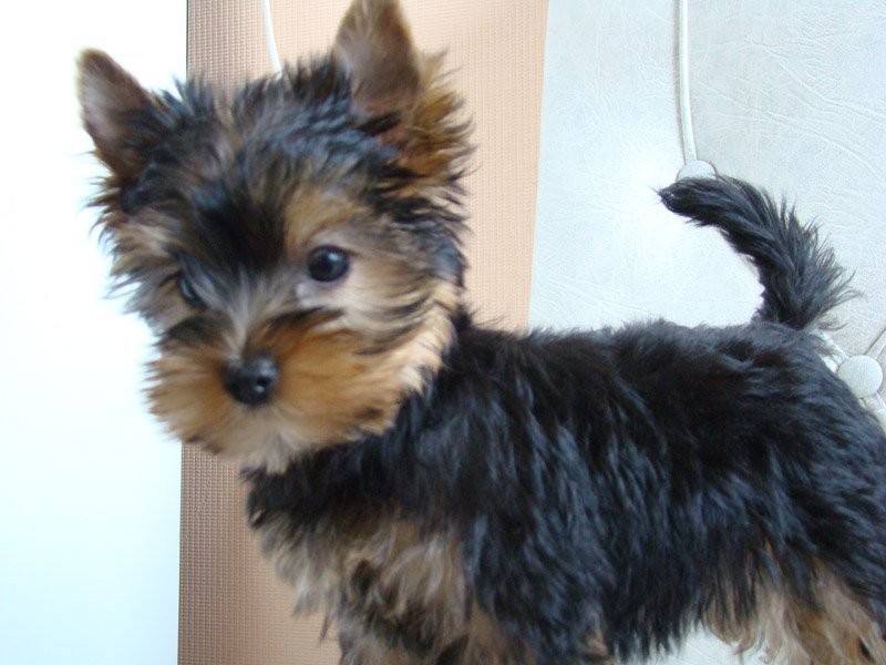 Kobieta Yorkie szczeniak do ponownego domu