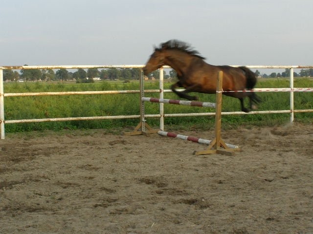 klacz 6 letni  Wlkp — zdjęcie 5