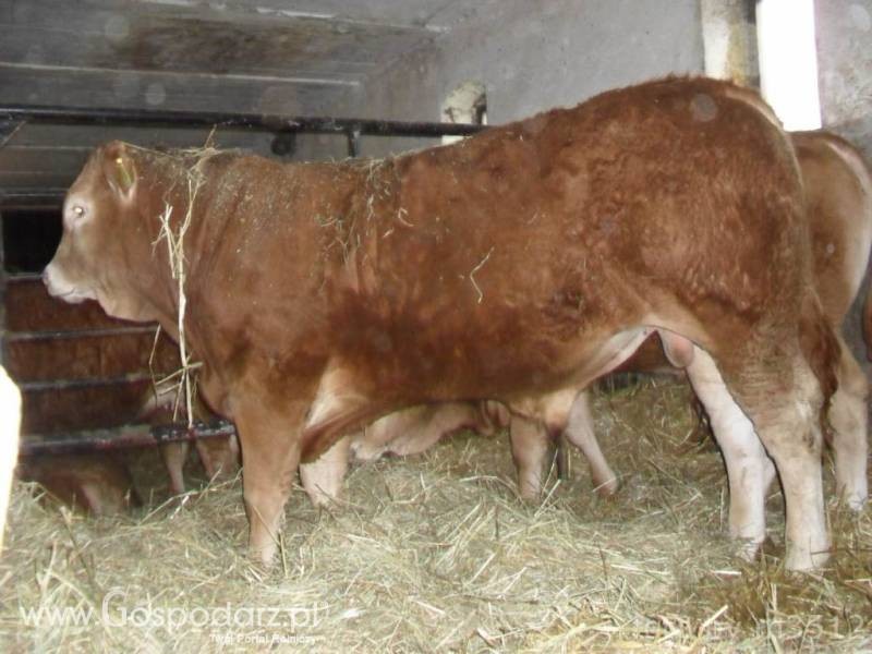 Byki i jałowki Limousine