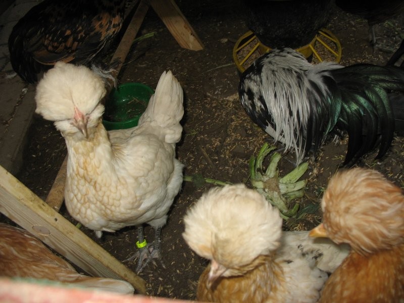 Jaja lęgowe, koguty, kury, chabo, silki, pawłowskie, czubatki, seramy — zdjęcie 2