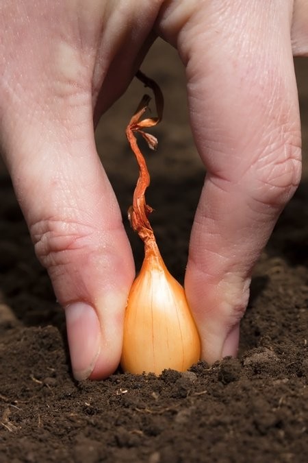 Dymka лук севок цибуля сіянка arpagicul onion sets — zdjęcie 1