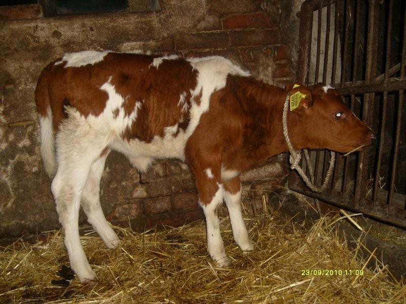 JAŁÓWKA DO CHOWU — zdjęcie 2