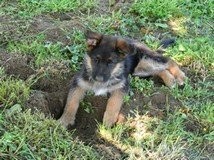 Hodowla Owczarków niemieckich — zdjęcie 3