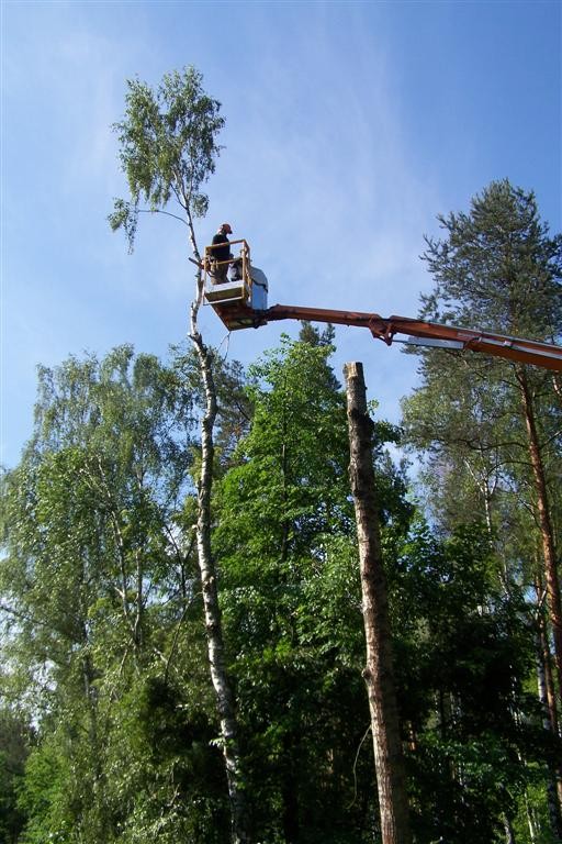 Porządkowanie działek przygotowanie pod inwestycje wycinka drzew — zdjęcie 4