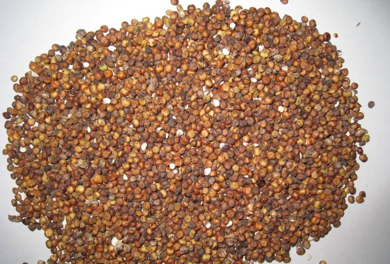 Sprzedam PROSO, SORGO, LEN, RZEPAK I IN. — zdjęcie 2