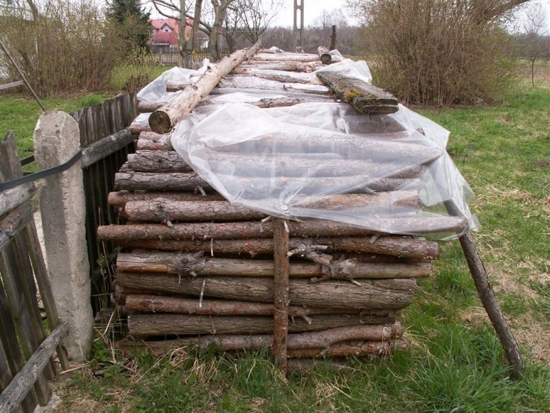Drzewo sosnowe na opał, suche, roczne - 7.5 m3 — zdjęcie 2