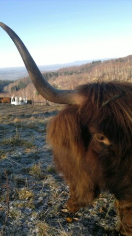 Jałówki i byki rasy Highland Cattle - Bydło Szkockie — zdjęcie 3
