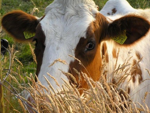  Ukraina. Stada krow, owiec, koz 4 zl/kg. Farma mleczna, przetwornia 