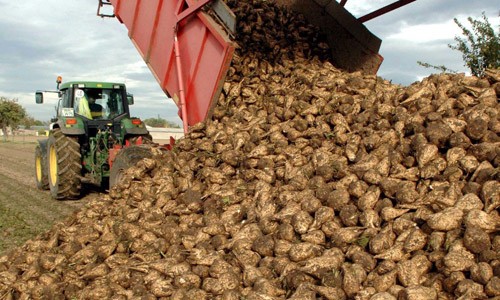  Ukraina. Wyslodki buraczane 18 zl/tona. Melasa cukrowa, pasza. Tanio
