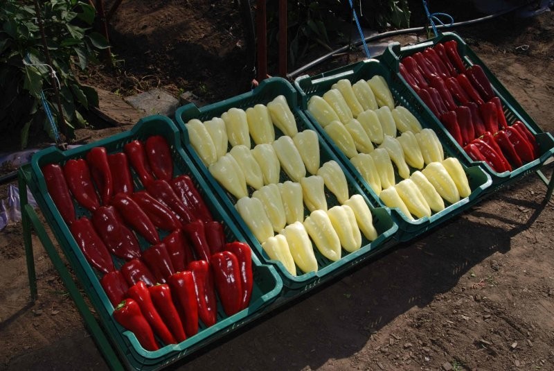 papryka przemysł czerwona i żólta import Węgry — zdjęcie 2