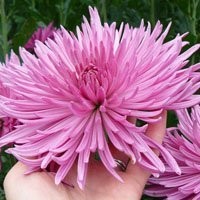Chryzantema cięta (Chrysanthemum), wielkokwatowa — zdjęcie 3