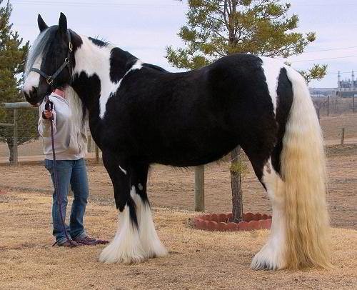 Klacz rasy czystej gypsy Vanner — zdjęcie 1