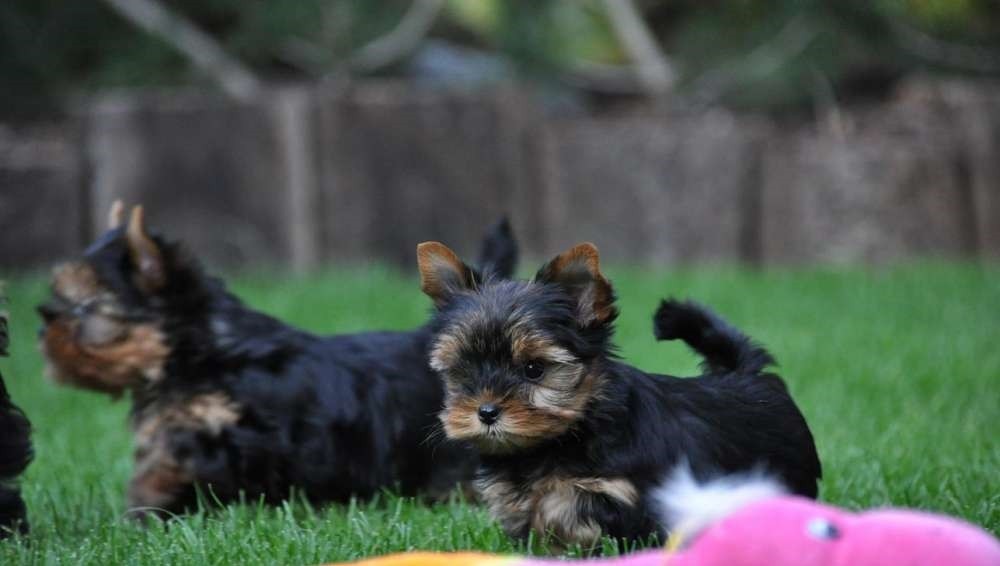 Yorkshire terrier York śliczna suczka ZKwP FCI — zdjęcie 1