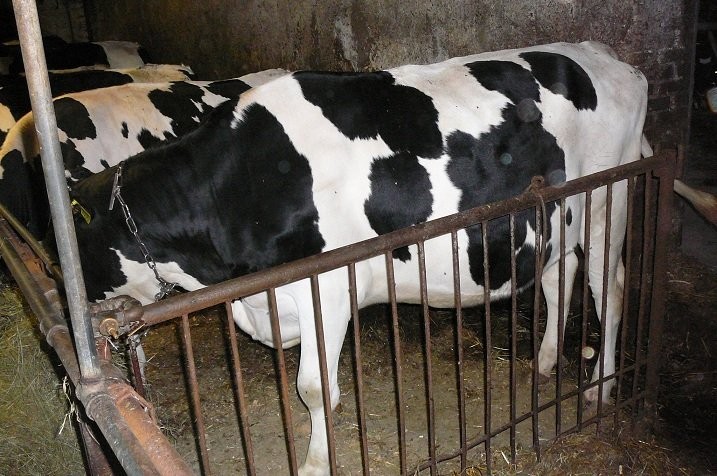 Jałówki hodowlane HF wysokocielne 12 szt. — zdjęcie 3