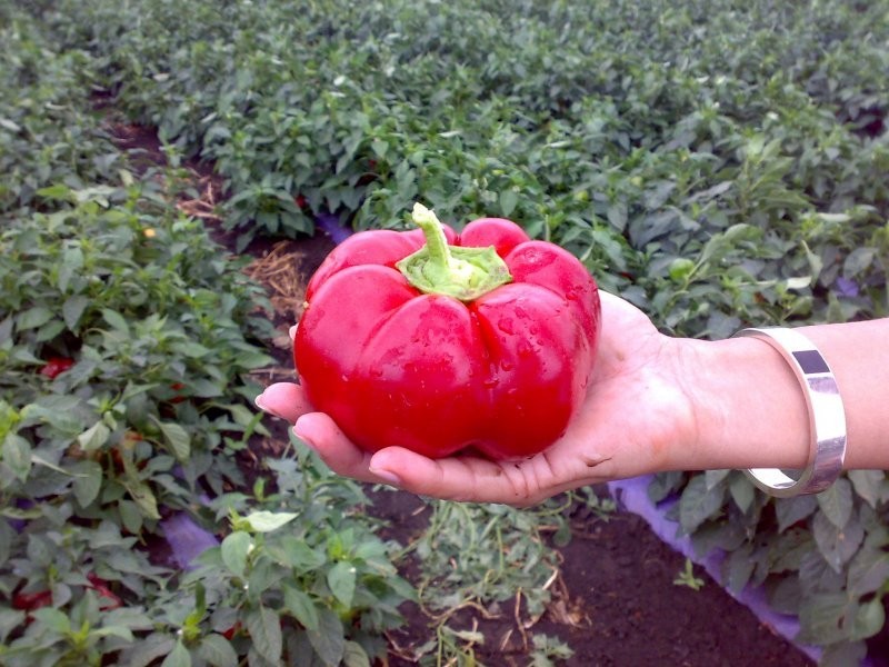 papryka przemysł czerwona i żólta import Węgry — zdjęcie 1