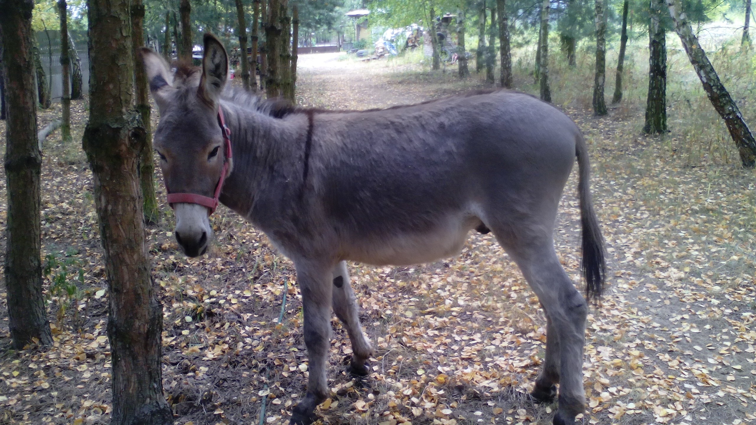 Sprzedam osla!