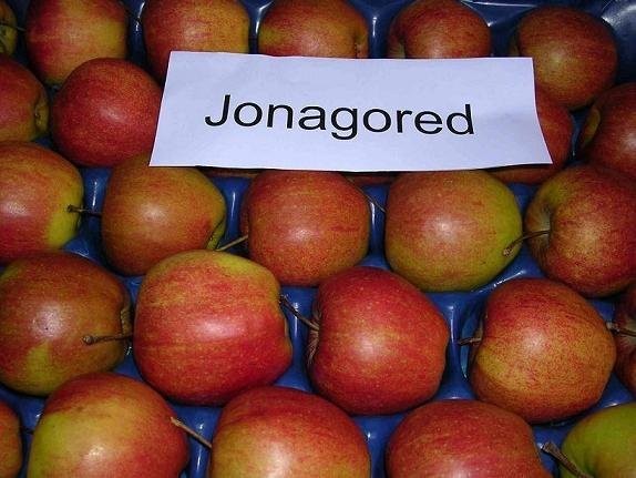 Sprzedaż owoców / Wholesale selling of fruits — zdjęcie 2