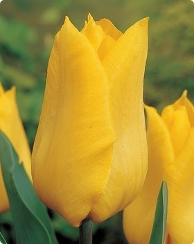 Cebule tulipanów YOKOHAMA 10zł za 1 kg — zdjęcie 1