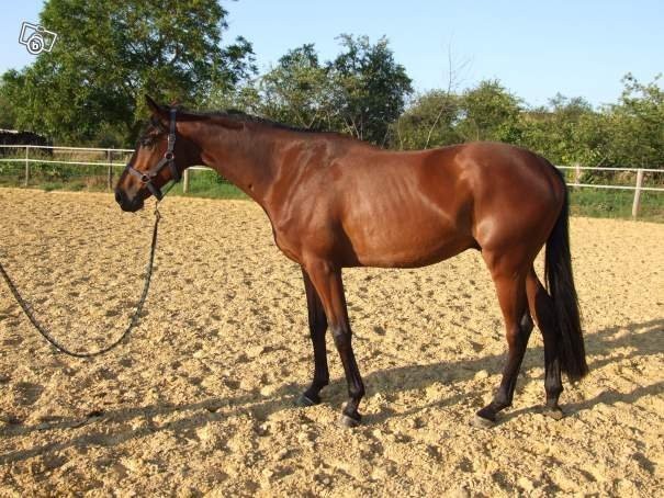 Koń gelding czystej krwi Bai 5 lat.