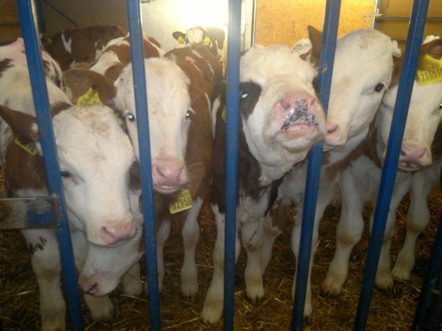 CIELAKI MIĘSNE W CIĄGŁEJ SPRZEDAŻY CAŁY KRAJ — zdjęcie 1