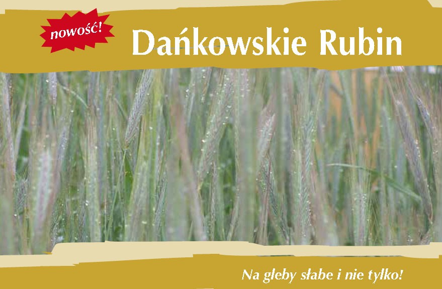 Kwalifikowane nas. siewne żyto Dańkowskie Rubin C1 — zdjęcie 2