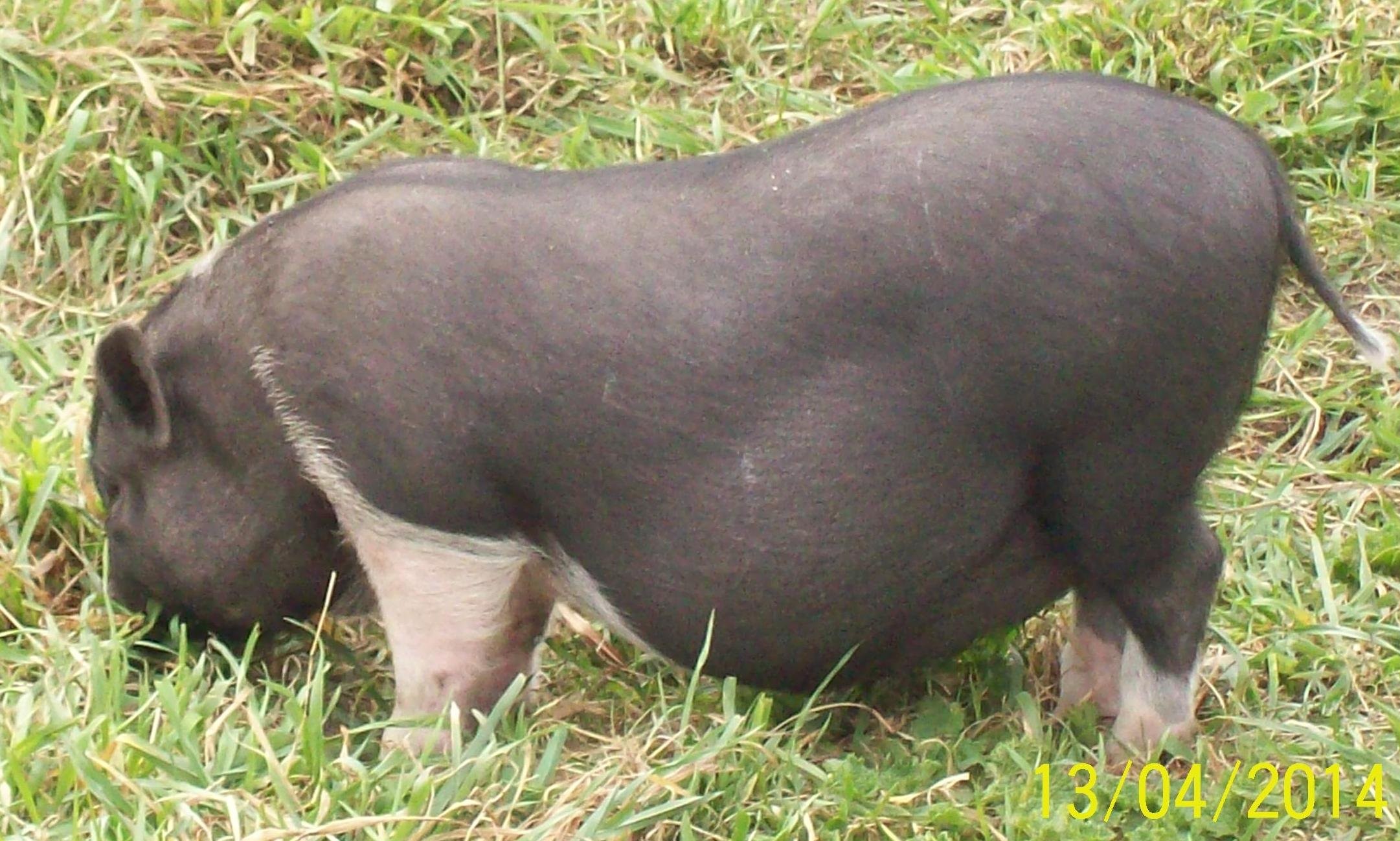 świnki wietnamskie — zdjęcie 4