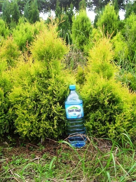 Żywotnik (thuja)- różne odmiany — zdjęcie 2