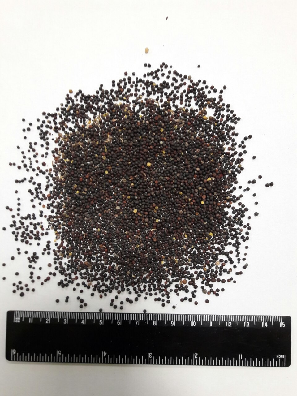rzepak ukraiński