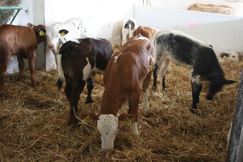 Sprzedaż Cieląt Ras- Simental, Belgian Blue, Lim.. — zdjęcie 4