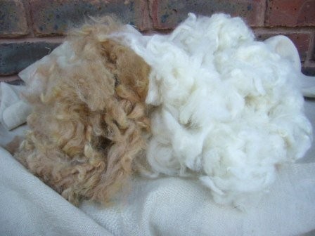 Wełna ALPAKA-pranie, czesanie, sprzedaż BabyAlpaca