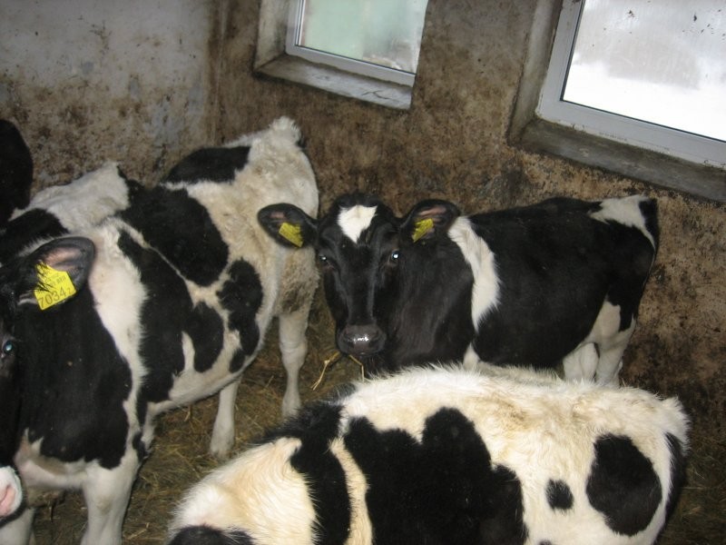 jałóweczki hodowlane HF