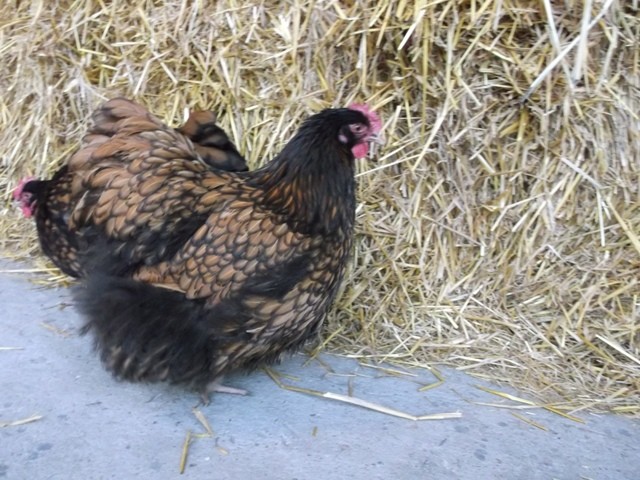 Orpington orpingtony kurczaki jajka jaja drób kura  — zdjęcie 5