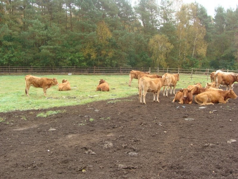 BYDŁO MIĘSNE sprzedam — zdjęcie 3