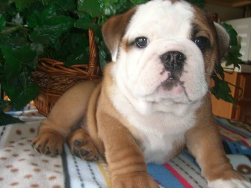 Dwa Cute Buldog Angielski Babies Dostępny.