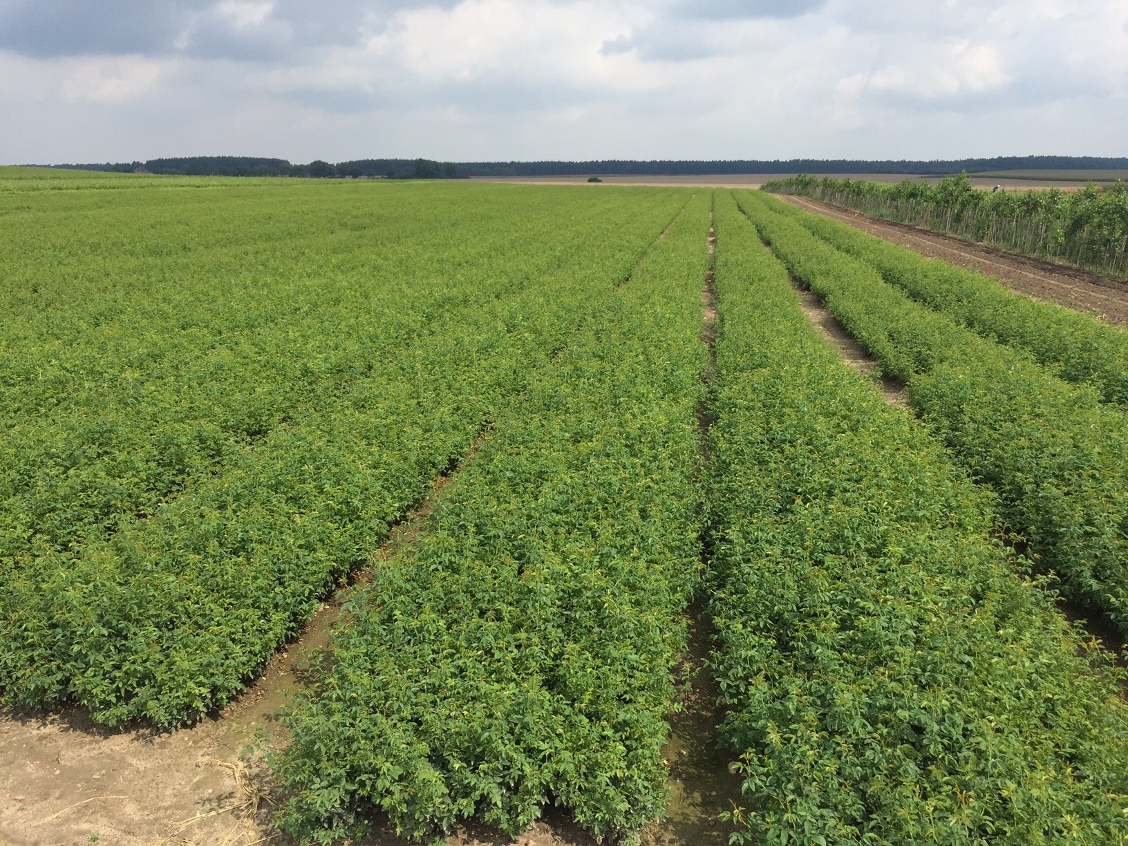 Ałycza / Antypka / Czereśnia ptasia / M-9 / M-7 / M-26 / W.Wangenheima — zdjęcie 1