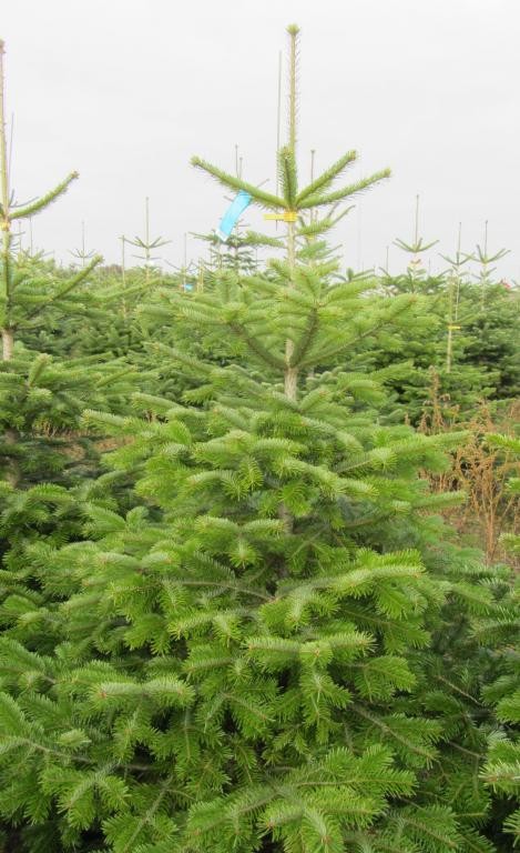 Jodła kaukaska Abies Nordmanniana Choinki z Danii Hurt — zdjęcie 2