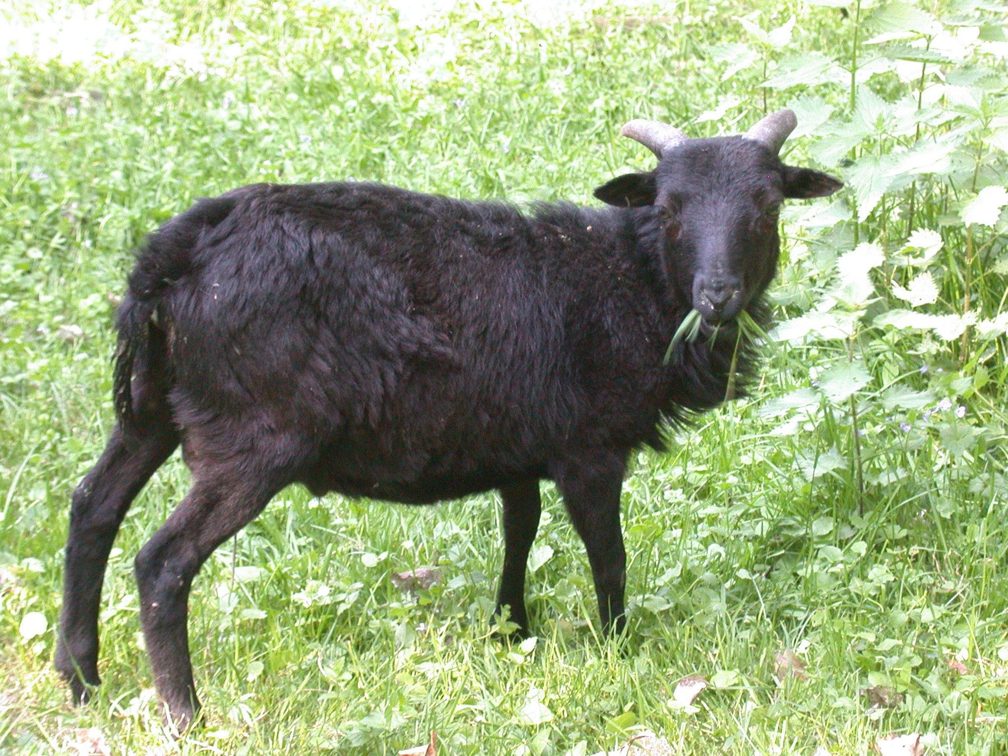 Owce Tryczki kameruńskie, Tryczka wrzosówka, Barbados. — zdjęcie 2