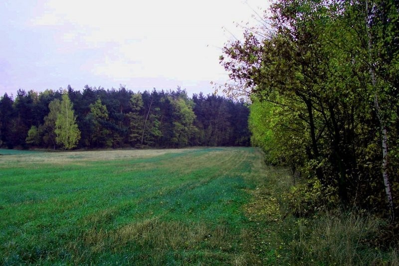 działka z możliwością zabudowy — zdjęcie 2