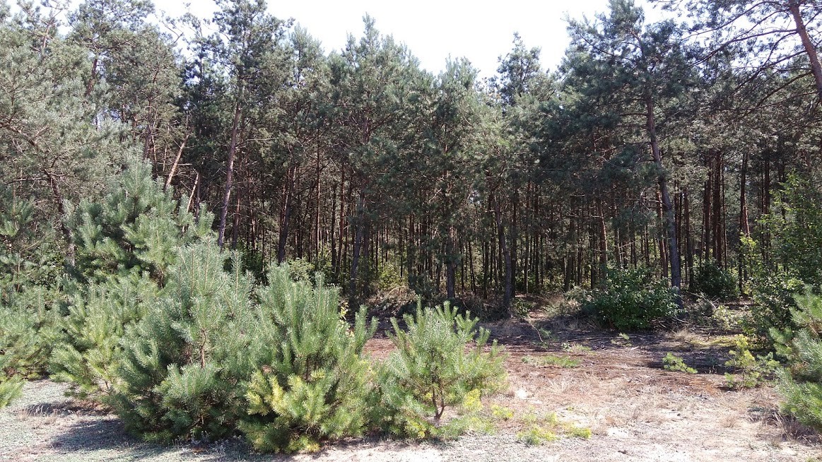 Sprzedam działki leśne 1,79ha, 1,72ha, 1,69ha — zdjęcie 4