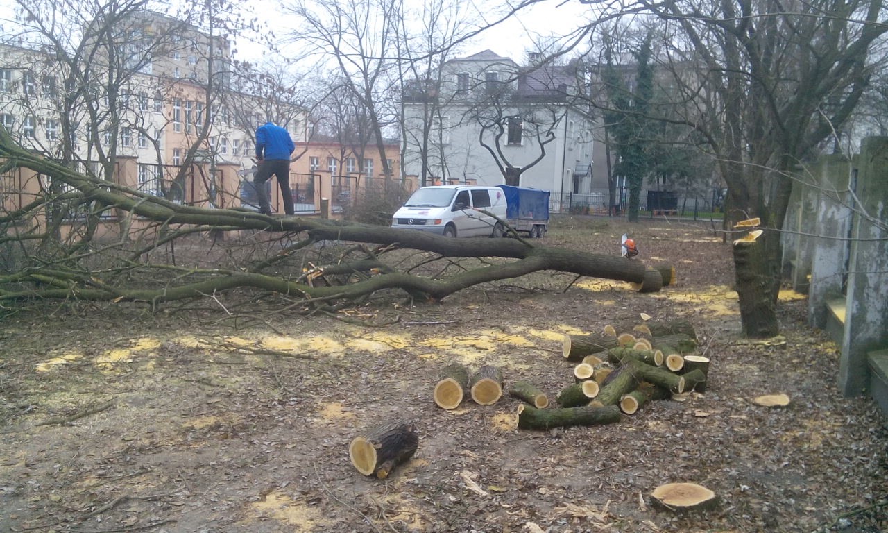 Wycinka drzew Łódź, Zgierz, Ozorków, Brzeziny, Andrespol TANIO — zdjęcie 2