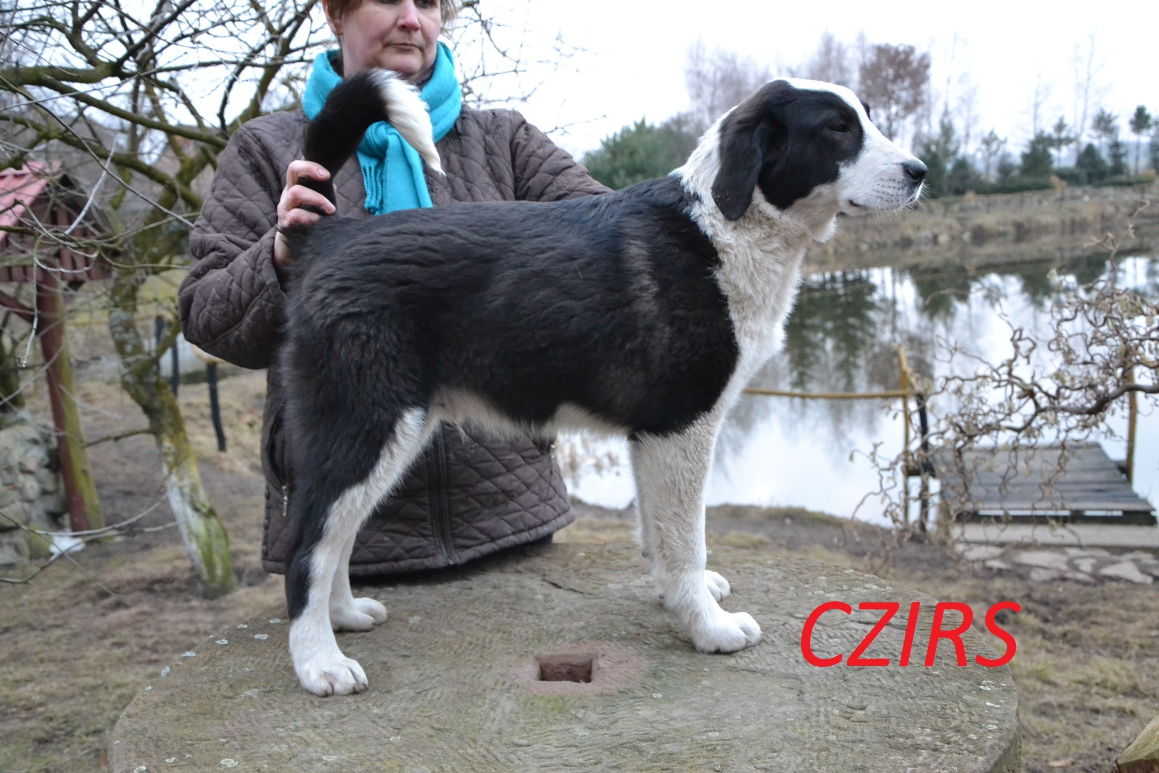 OWCZAREK ŚRODKOWOAZJATYCKI-SZCZENIĘFCI — zdjęcie 1