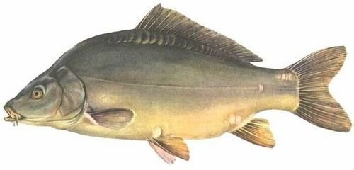 Kark królewski handlowy