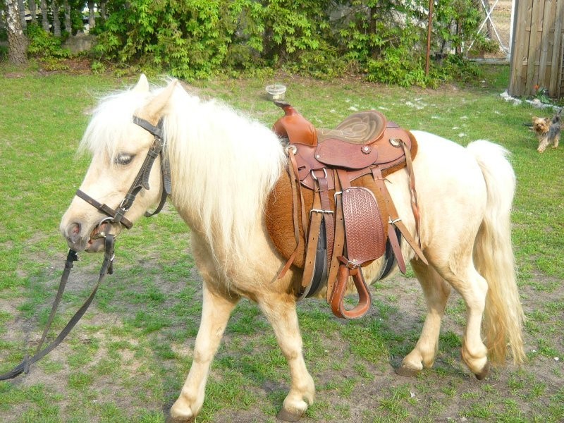 Kucyk klacz izabel !!! — zdjęcie 1