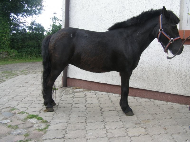 kuc klaczka MAJA — zdjęcie 2