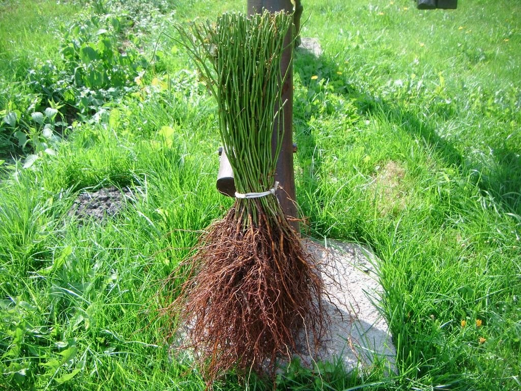 Podkładka róży — zdjęcie 1